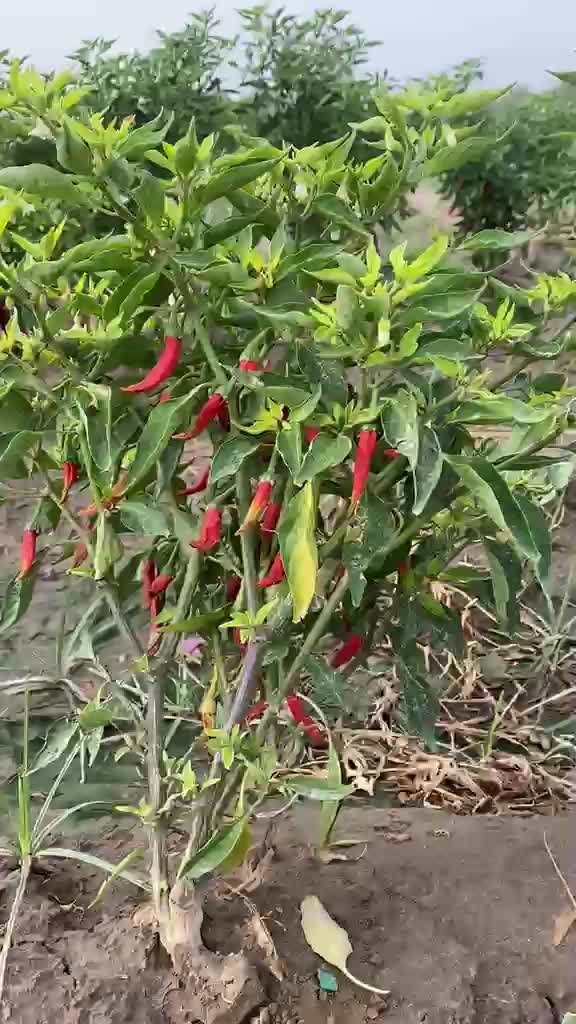 Red chillies growing on the plant in the AMARDHAN field