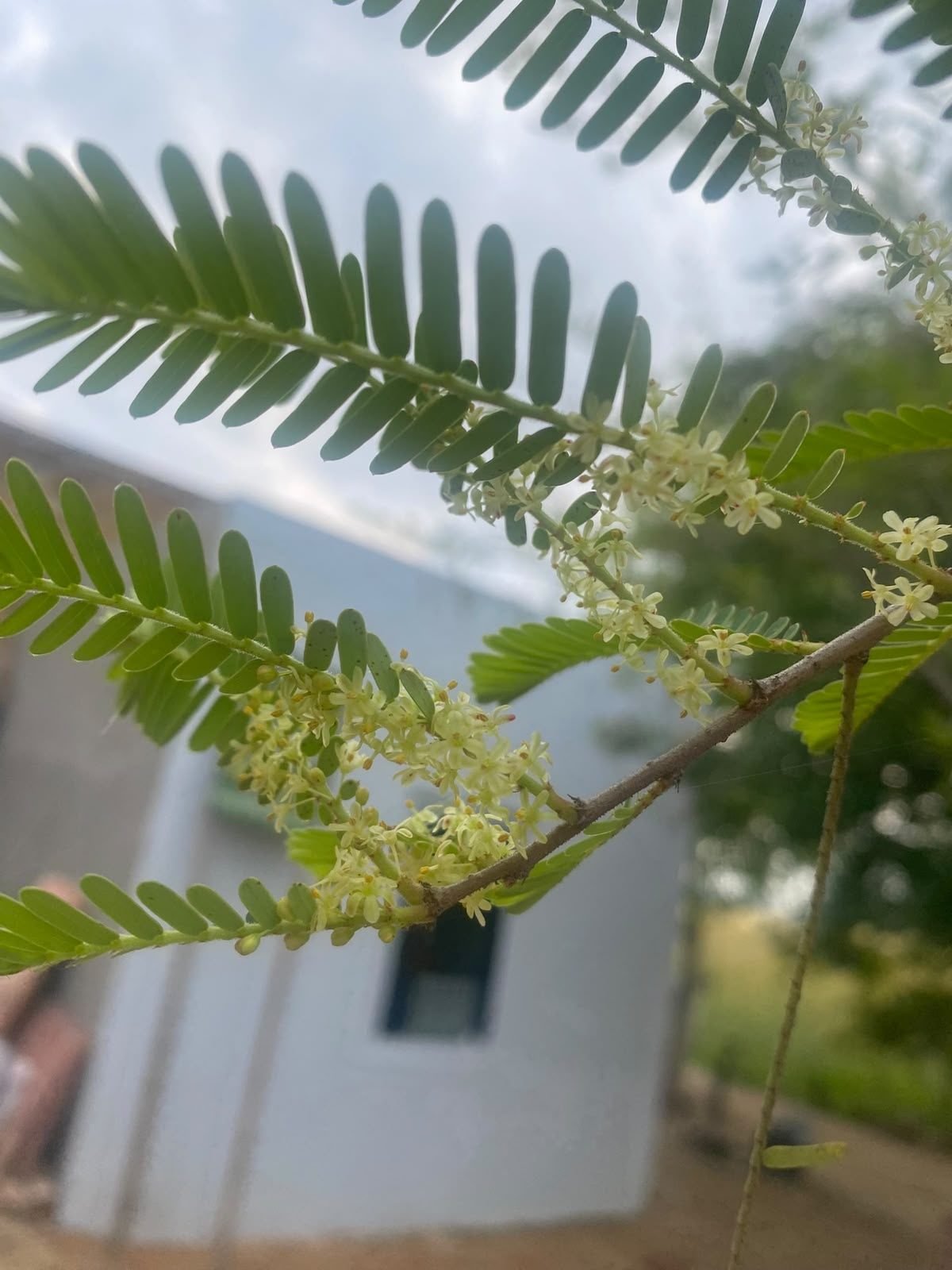 Farm blossoms