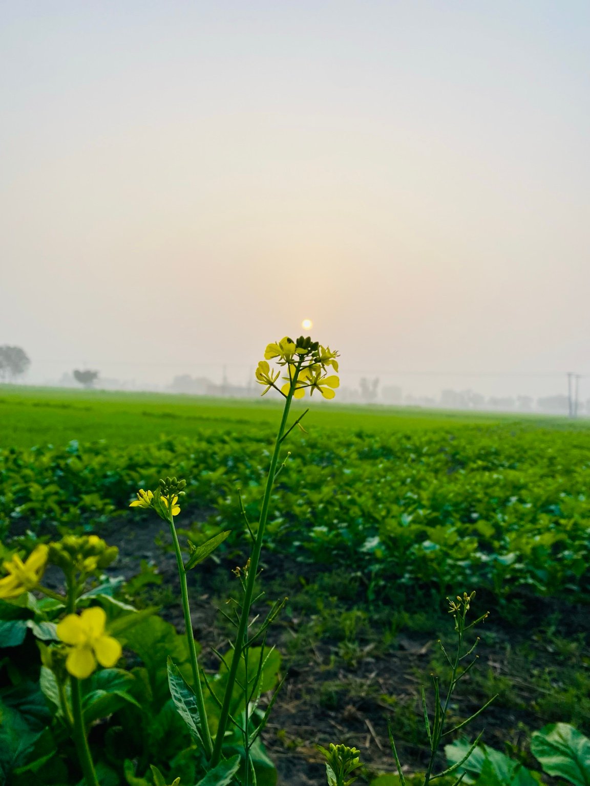 Mustard flower at AMARDHAN farm with the sun in the background