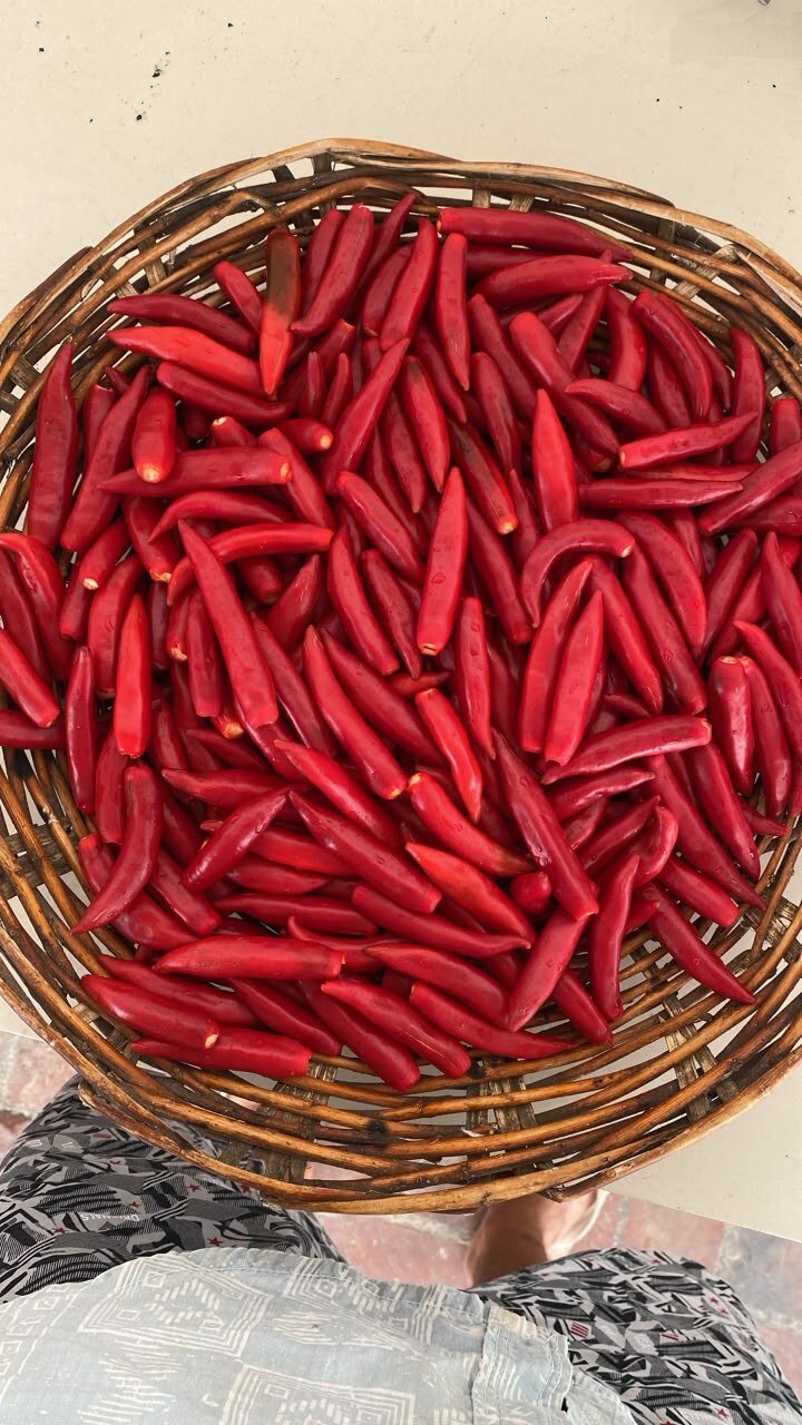 Fresh red chillies selected after harvest