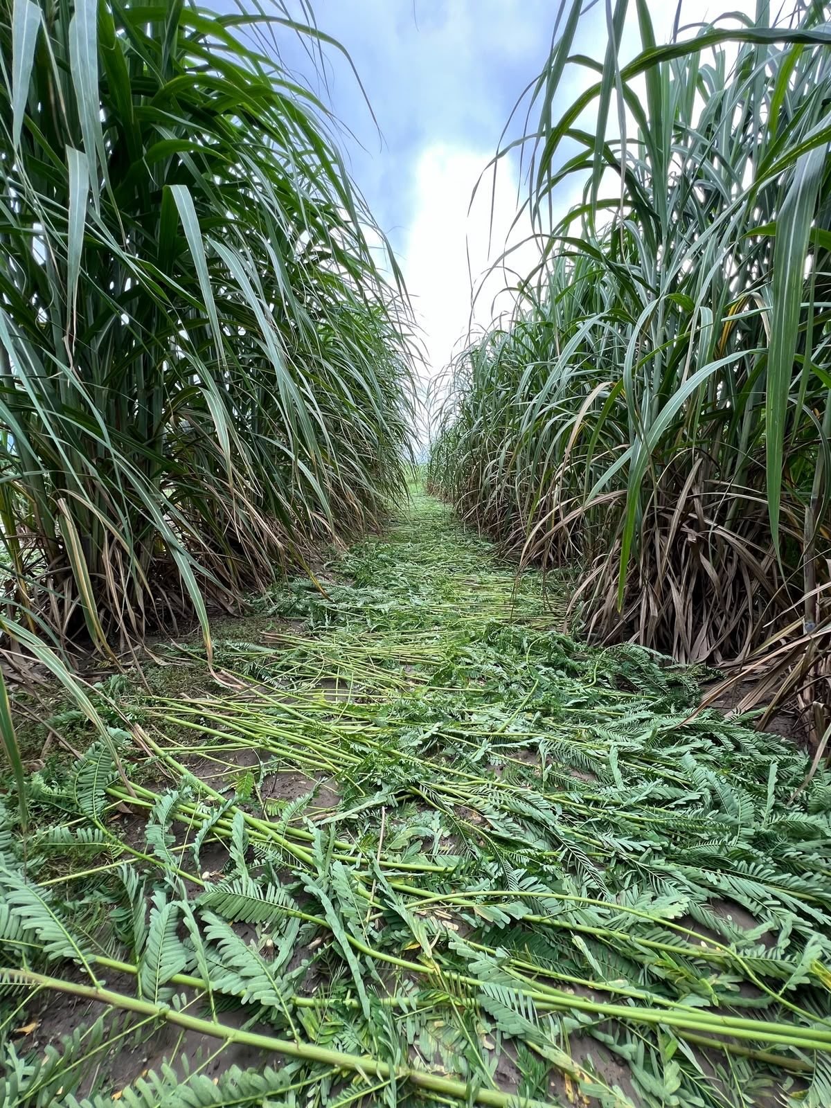 Inside the sugarcane rows